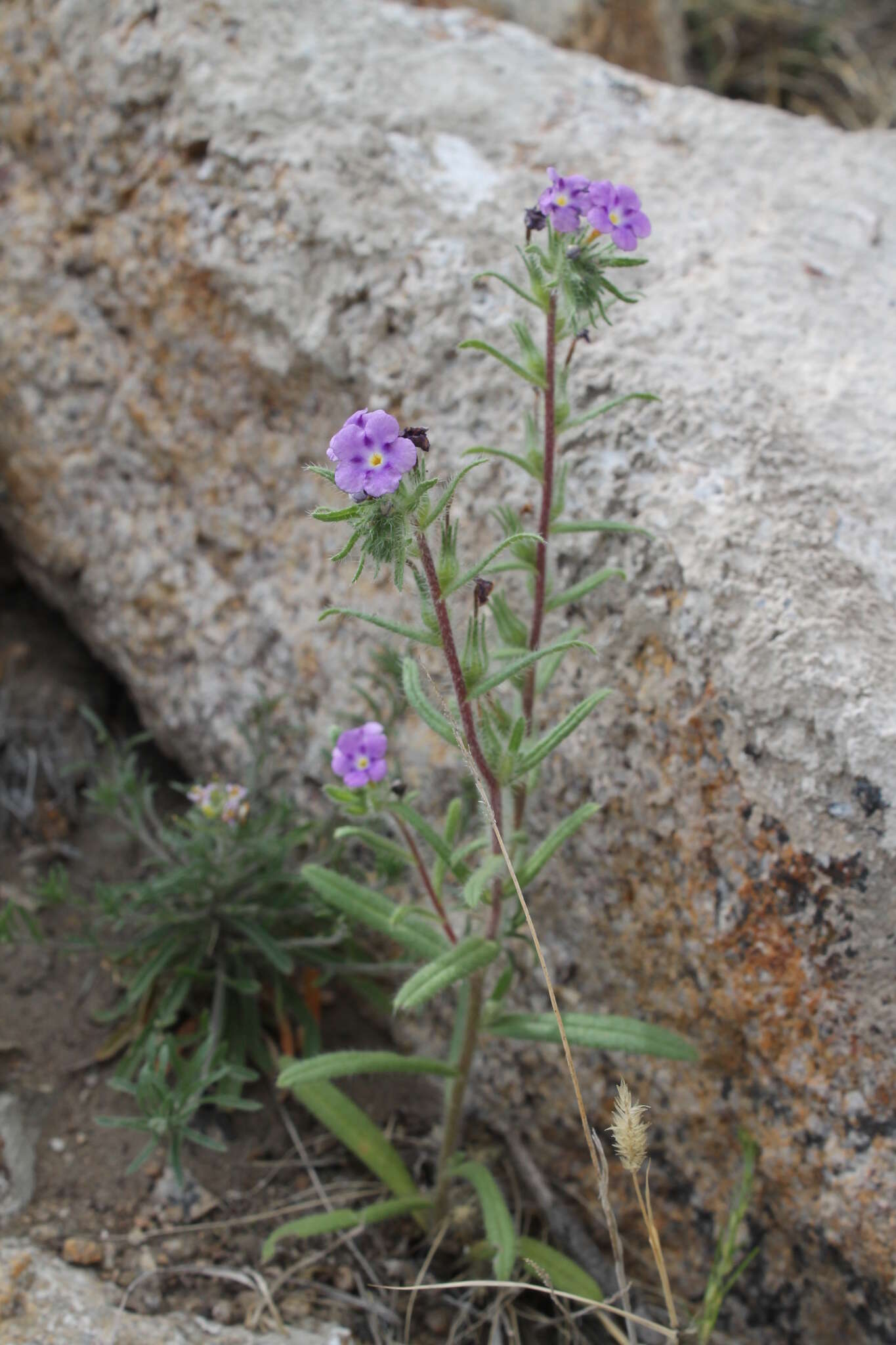 Image de Stenosolenium saxatile (Pall.) Turcz.