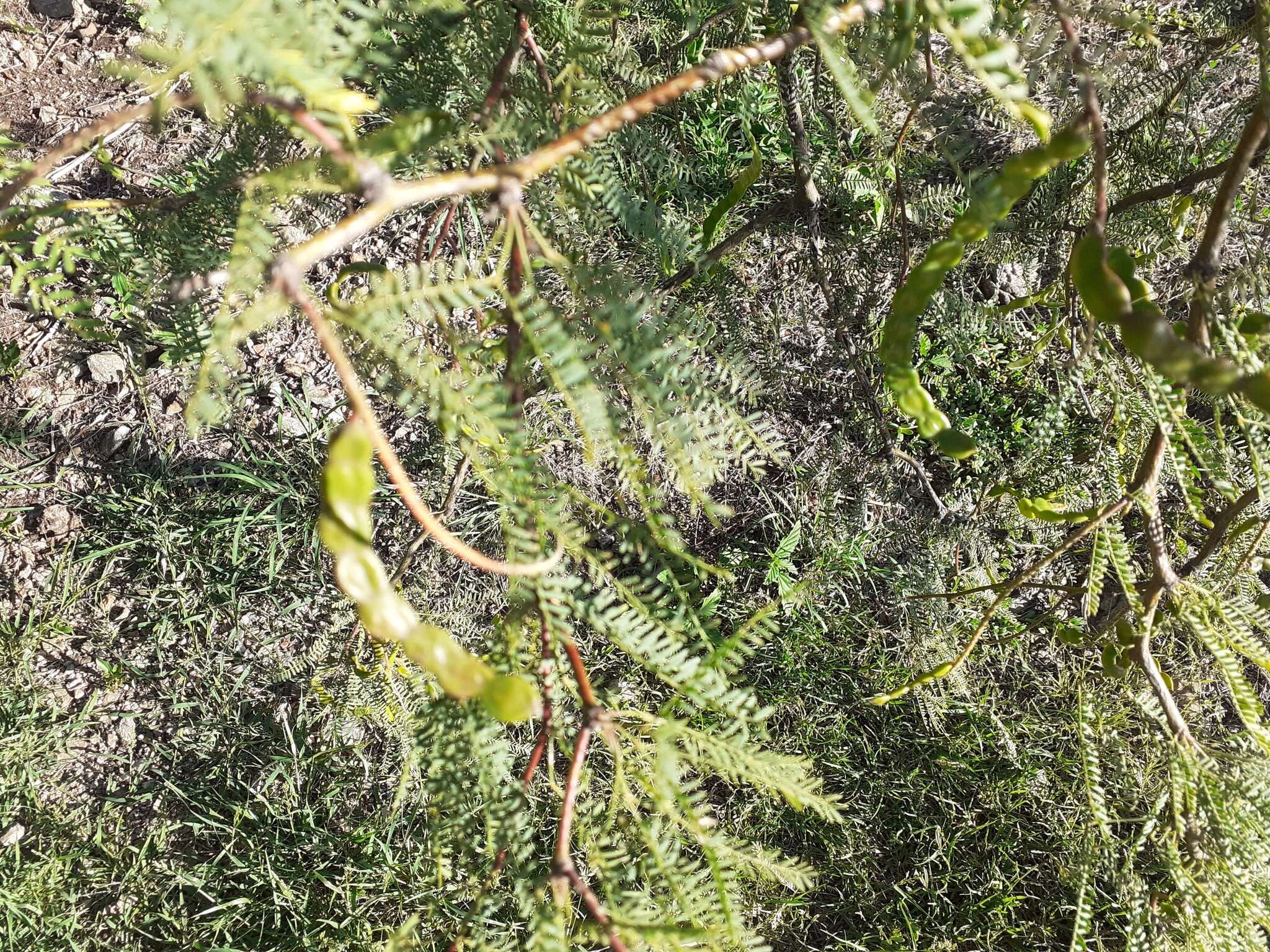 Image of Prosopis flexuosa var. flexuosa