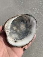 Image of Südliche Quahog-Muschel