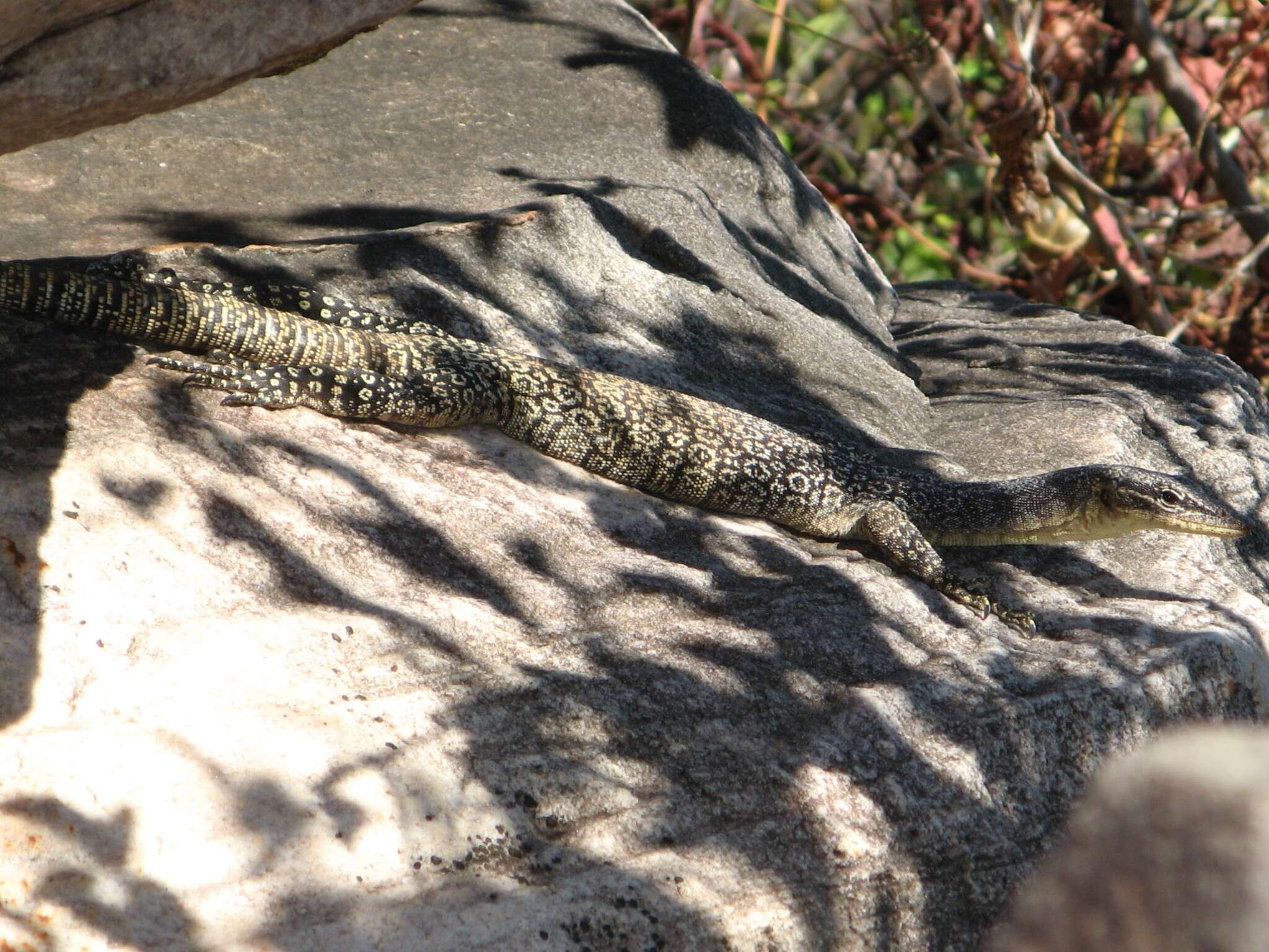 Image of Glauert's Monitor