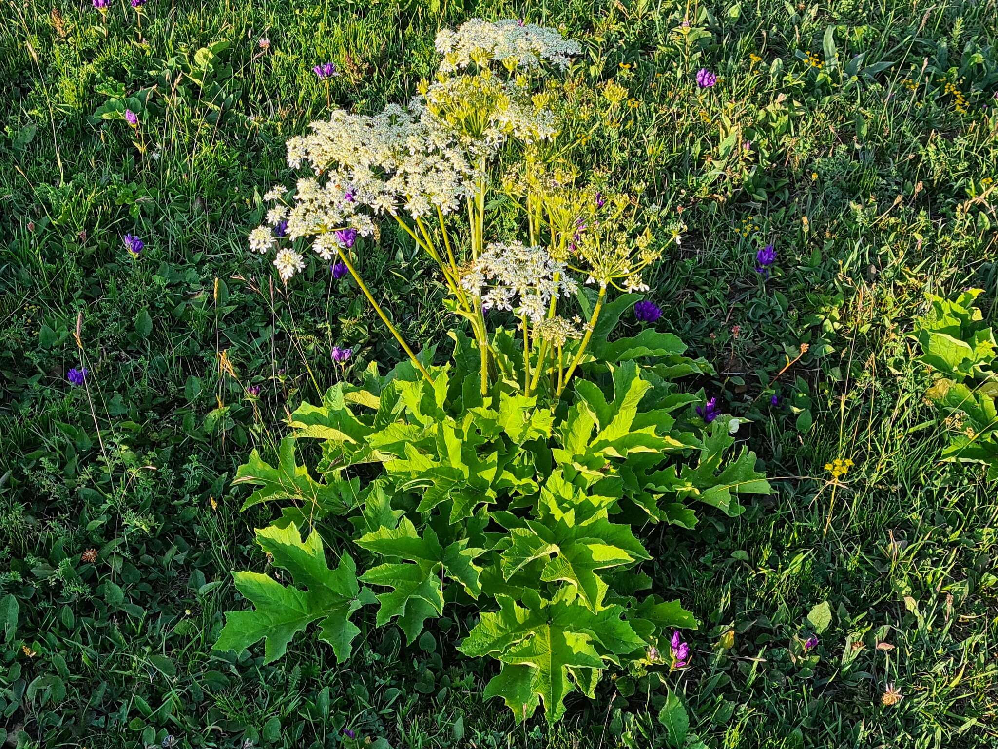 Plancia ëd Heracleum asperum (Hoffm.) Bieb.