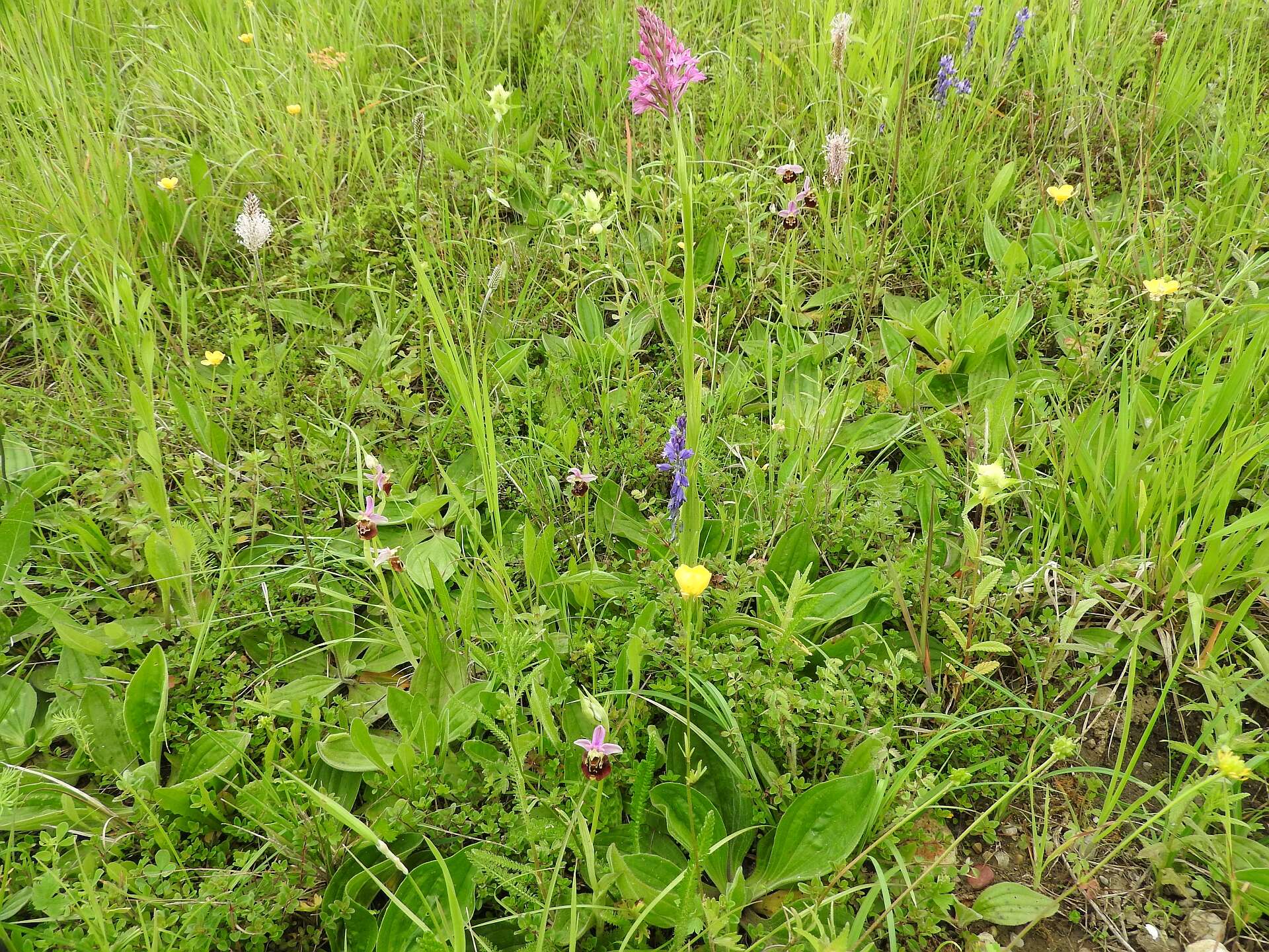 Image of Pyramidal orchid