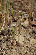 Image of California gilia