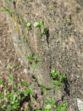 Imagem de Arenaria serpyllifolia L.