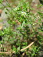 Image of Thyme-leaved Sandwort