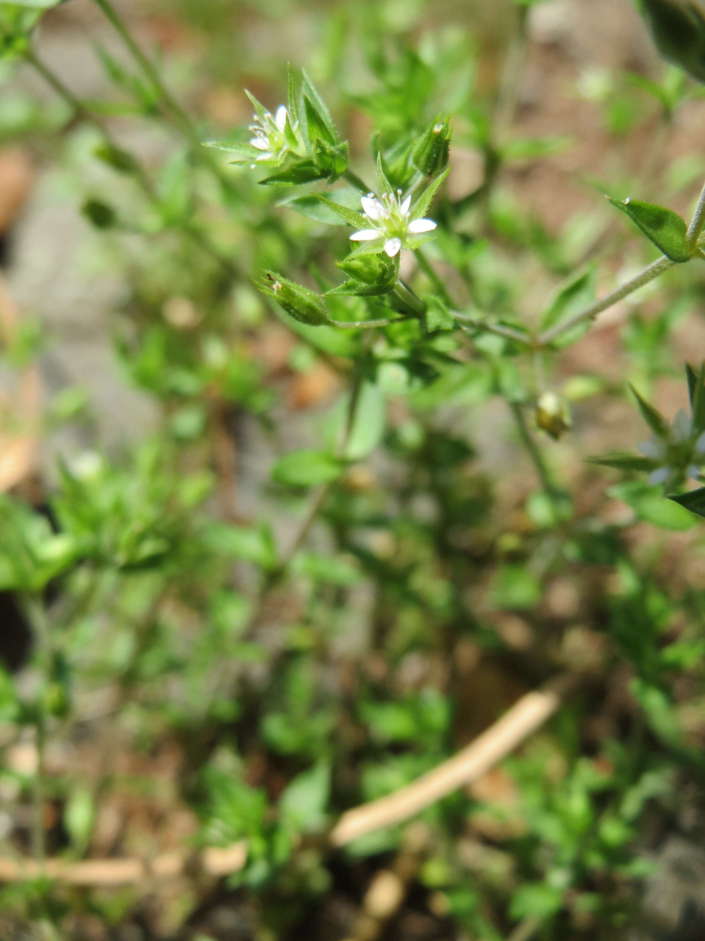 Image of Thyme-leaved Sandwort