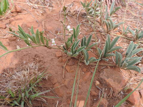 Image de <i>Ophrestia <i>oblongifolia</i></i> var. oblongifolia