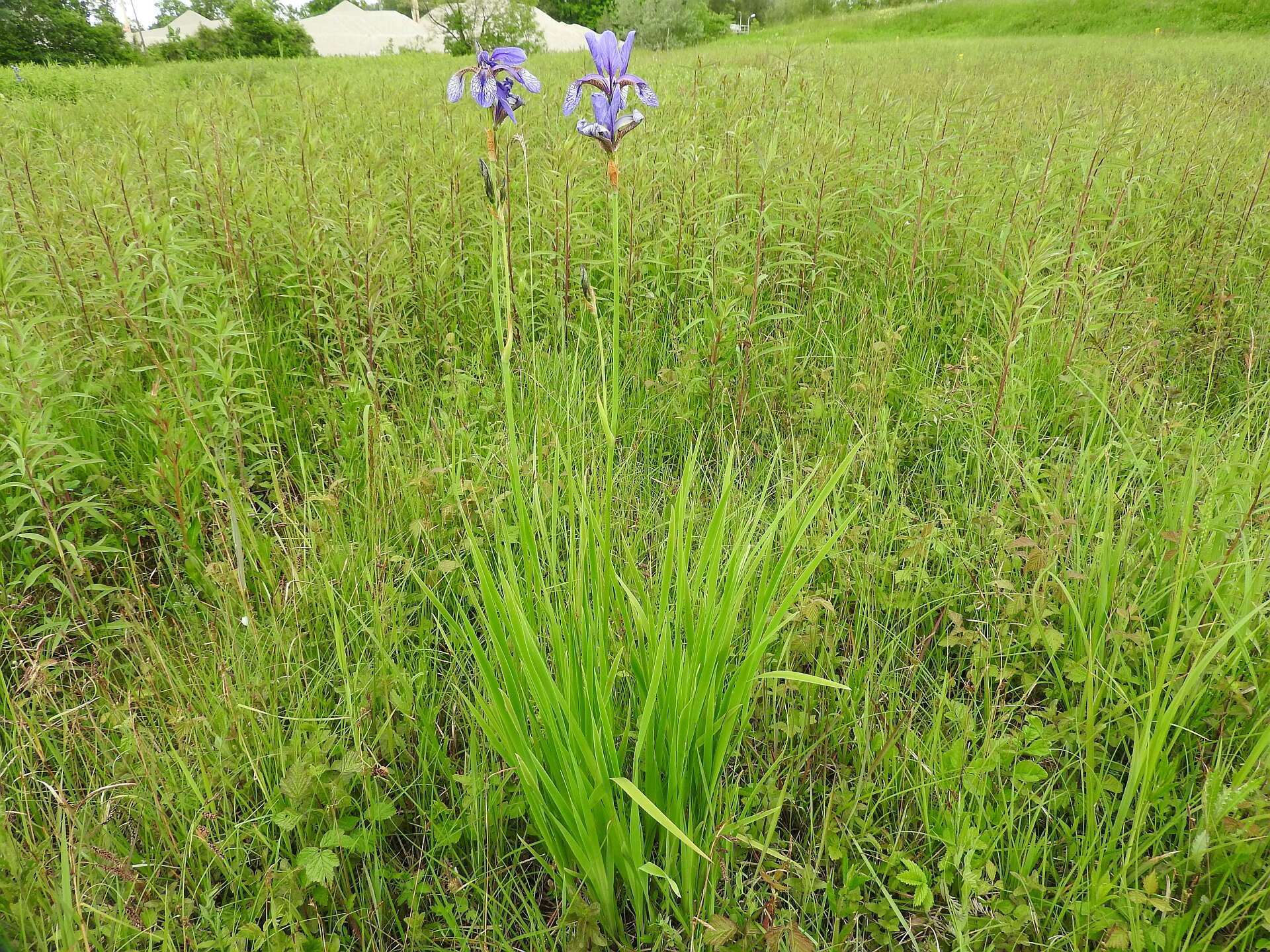 Image of German Iris