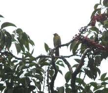 Image of Grey-headed Bulbul