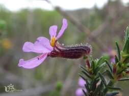 Image of Cuphea ericoides Cham. & Schltdl.