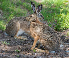 Image of brown hare, european hare