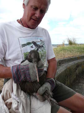 Image of Brown kiwi