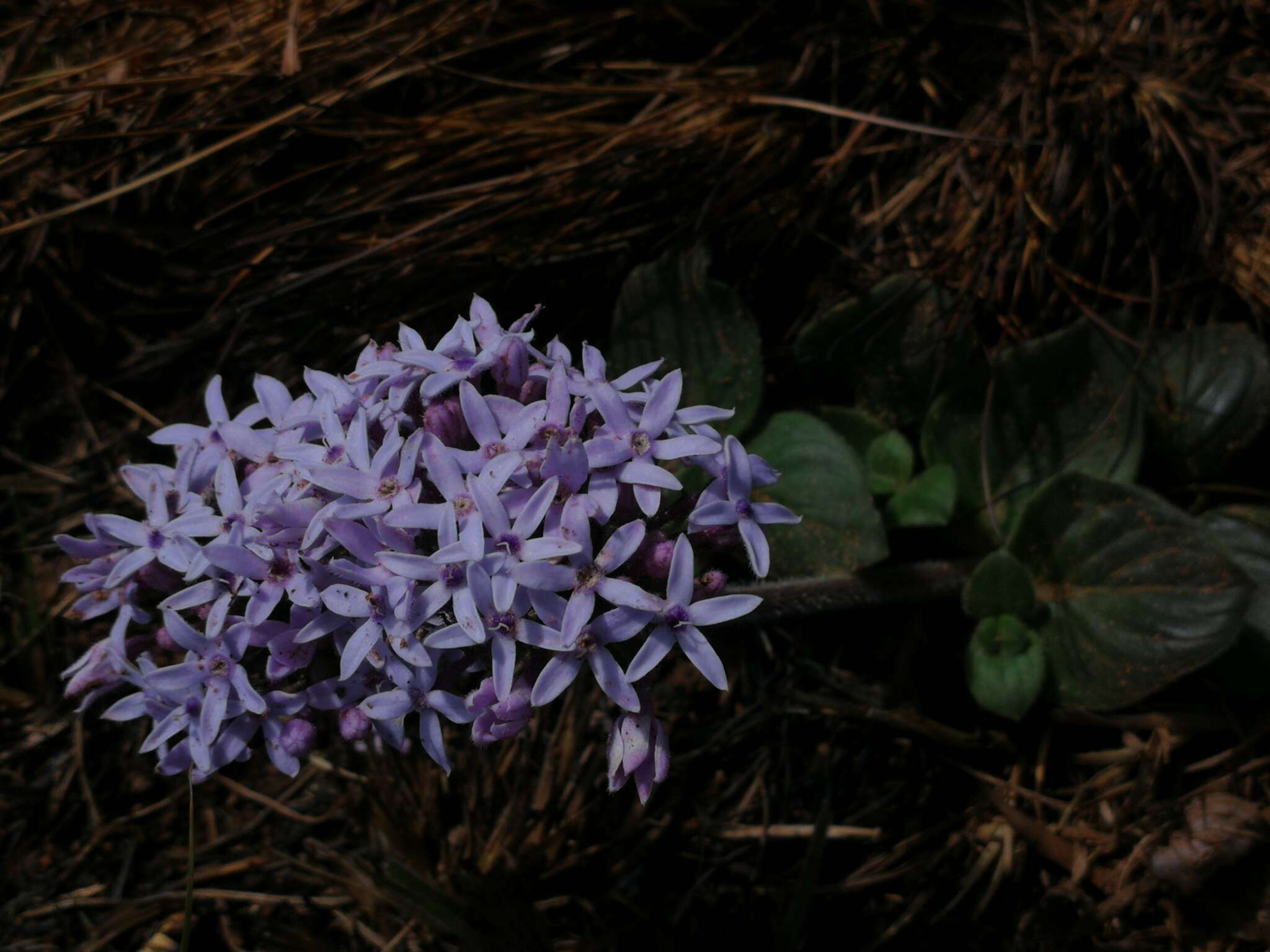 Image of Pentanisia prunelloides subsp. latifolia (Hochst.) Verdc.