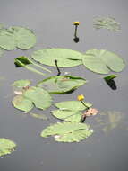 Image of Yellow Water-lily