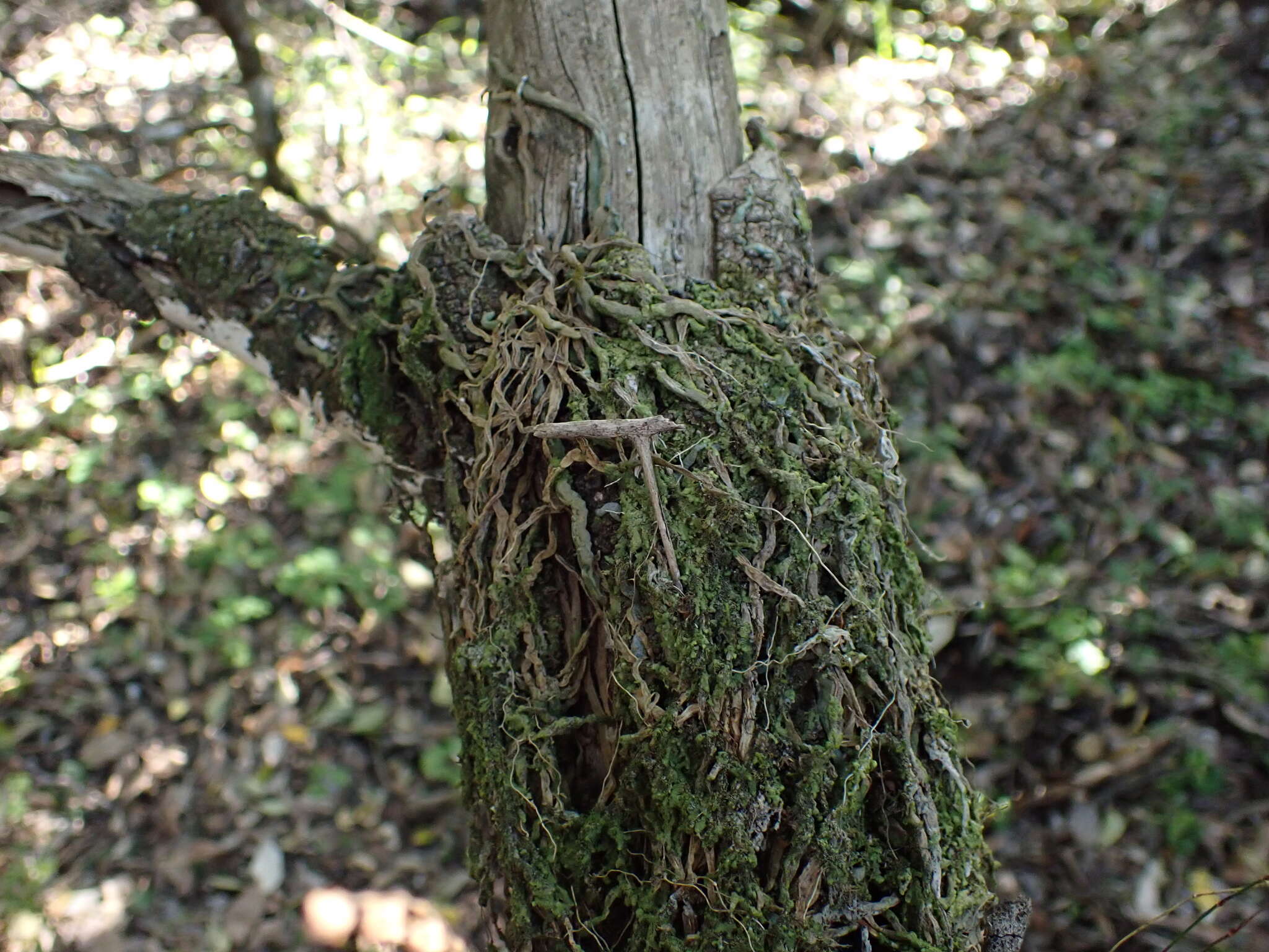 Image of Angraecum pusillum Lindl.