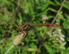 Image of Broad-striped Forceptail