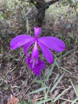 Image of Epistephium sclerophyllum Lindl.