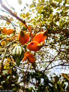 Image of Trochomeriopsis diversifolia Cogn.