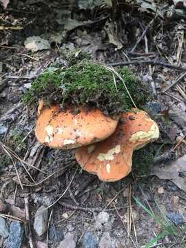 Image of Gyroporus ballouii (Peck) E. Horak 2011