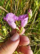 Image of purple false foxglove