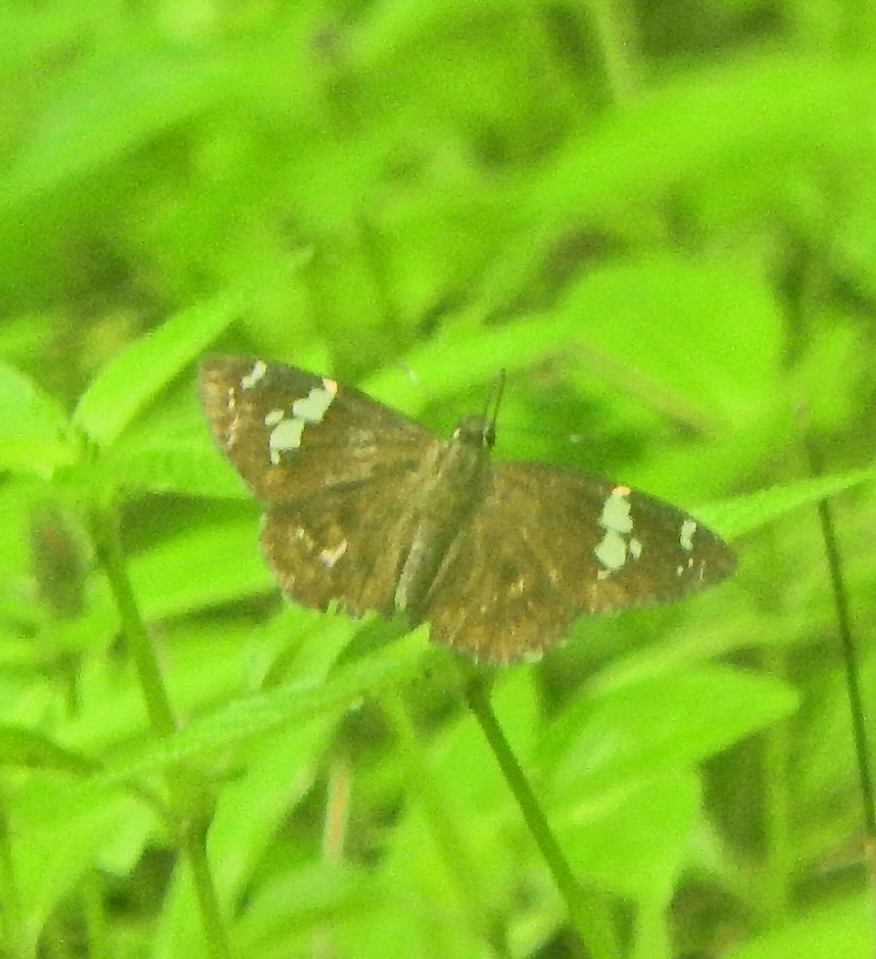 Image of Common spotted Flat