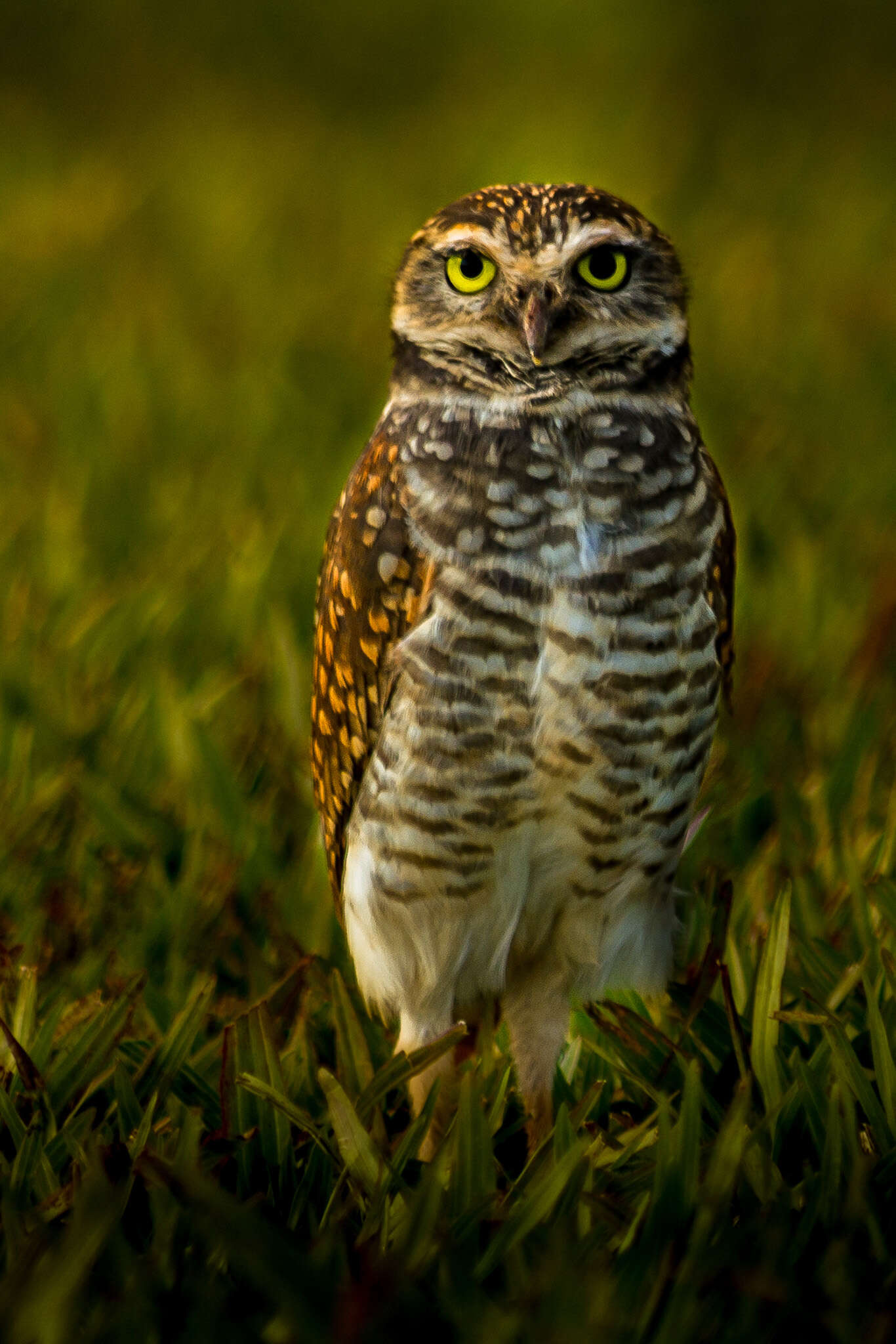 Image of Burrowing Owl