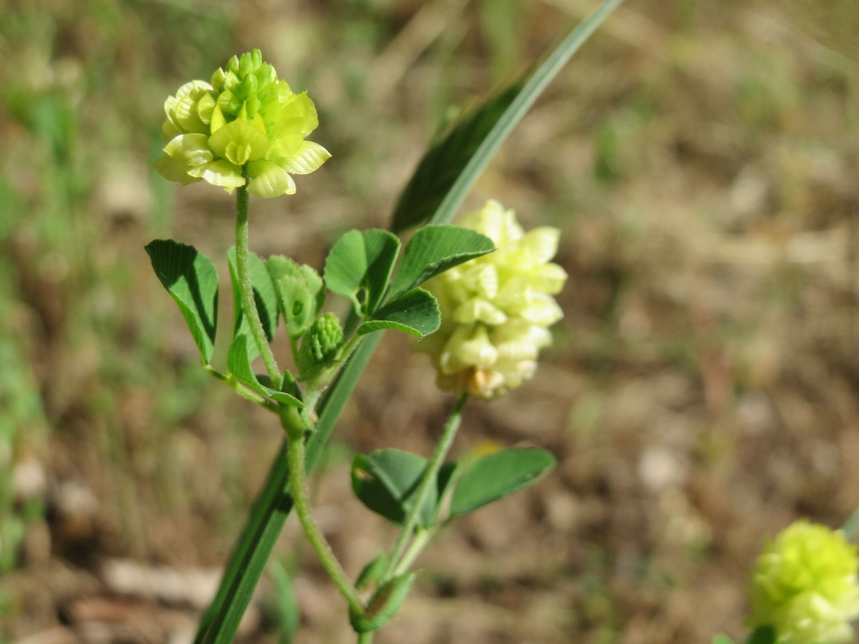 Image of field clover