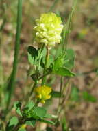 Image of field clover