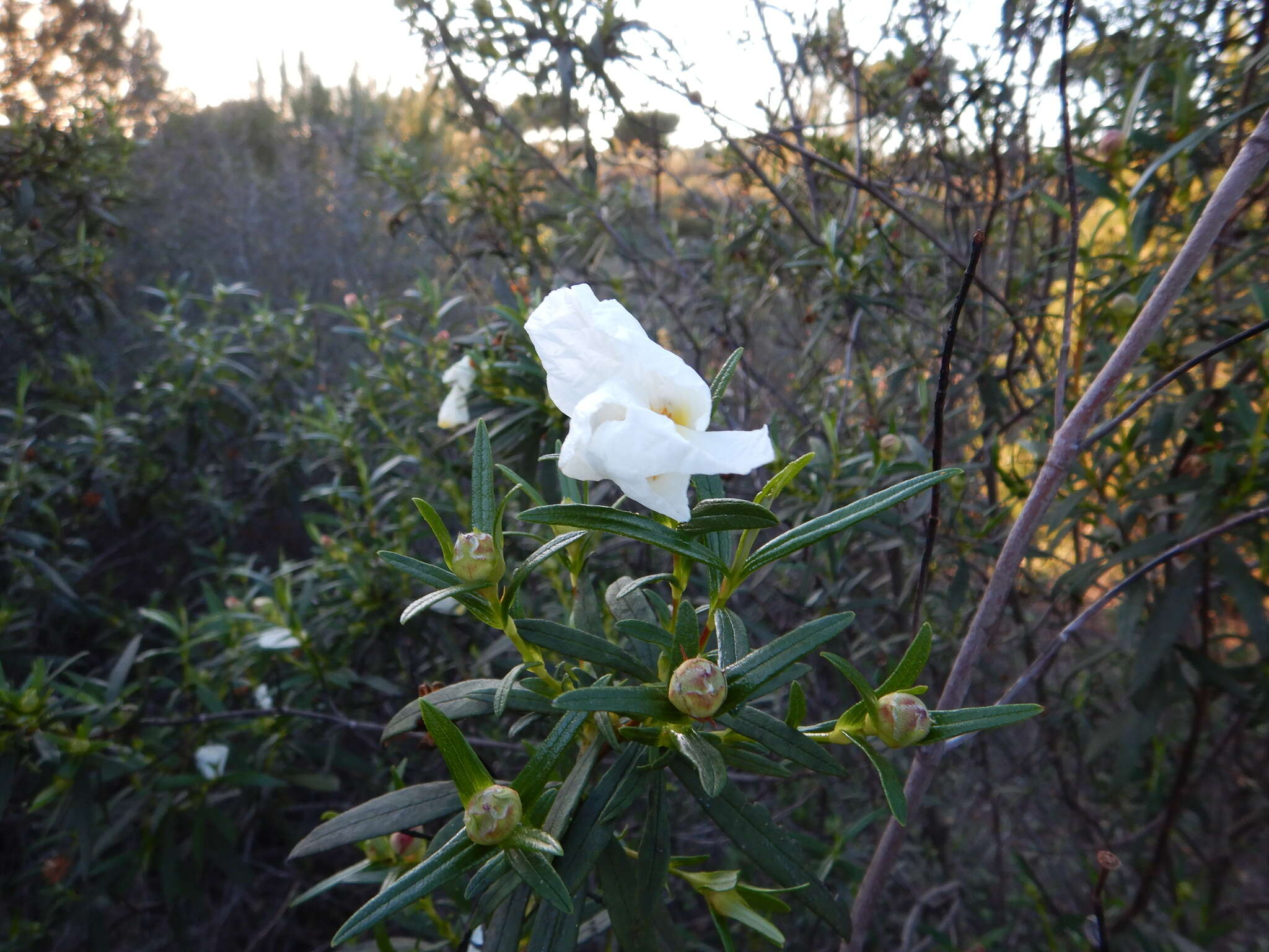 Image of Cistus ladanifer subsp. ladanifer