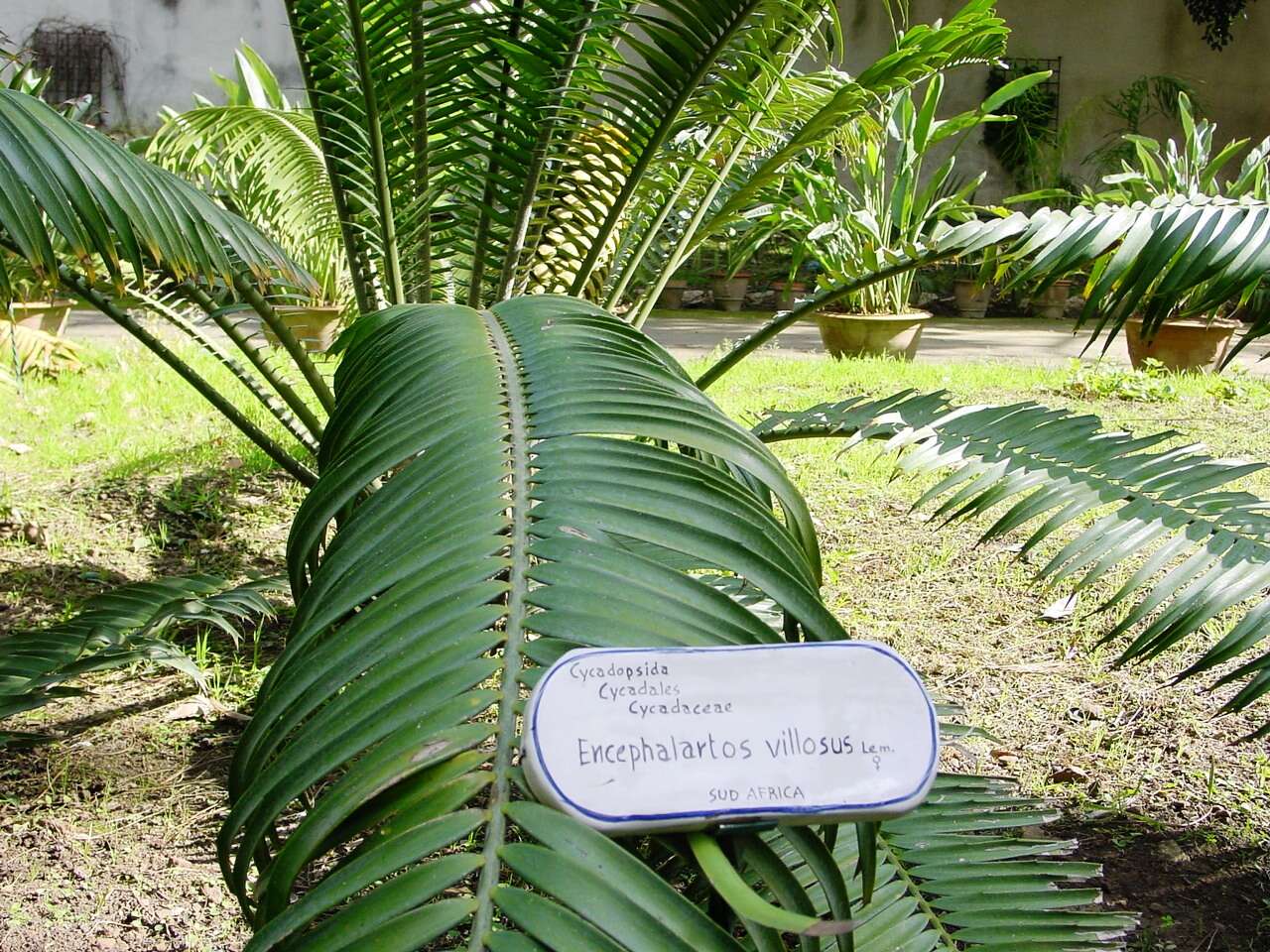 Image of Ground Cycad