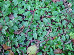 Image of coral beauty cotoneaster