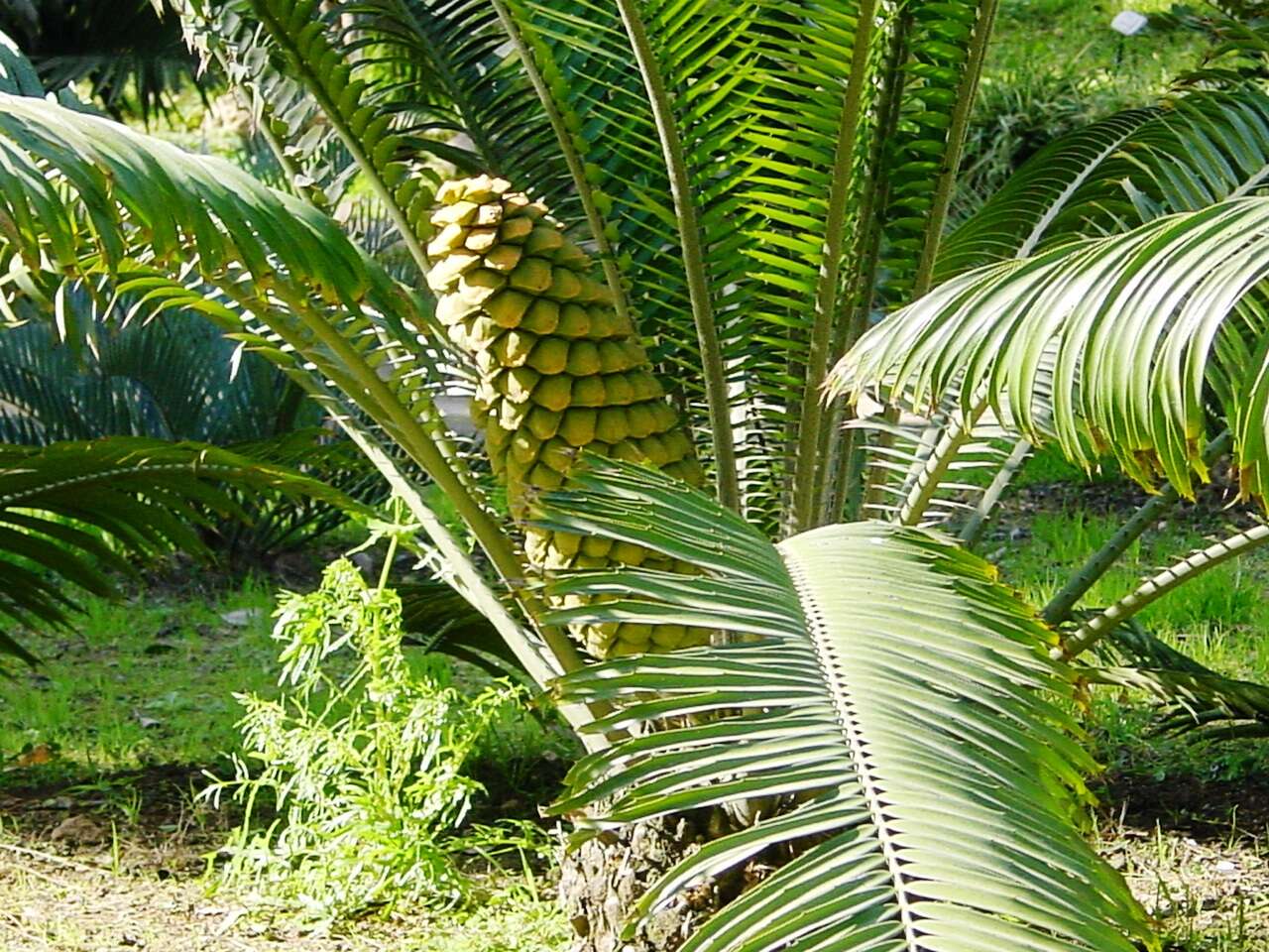 Image of Ground Cycad