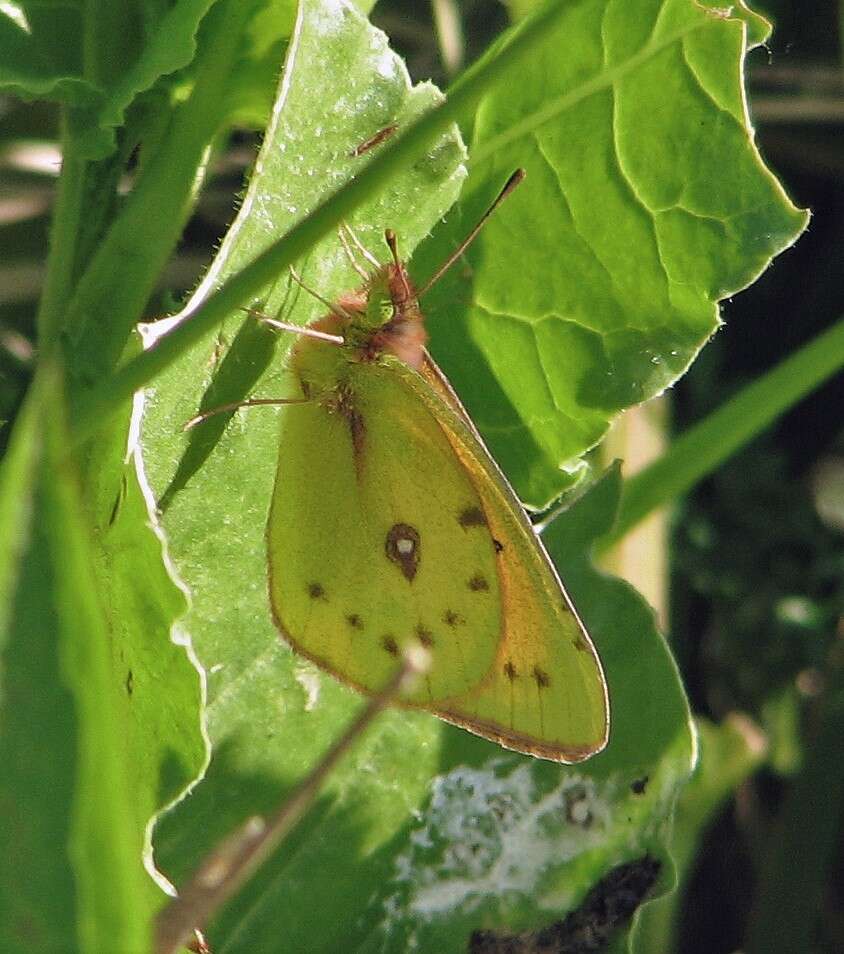 Image of <i>Colias <i>lesbia</i></i> lesbia