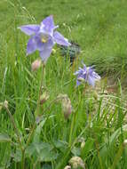 Image of Aquilegia ophiolithica Barberis & E. Nardi