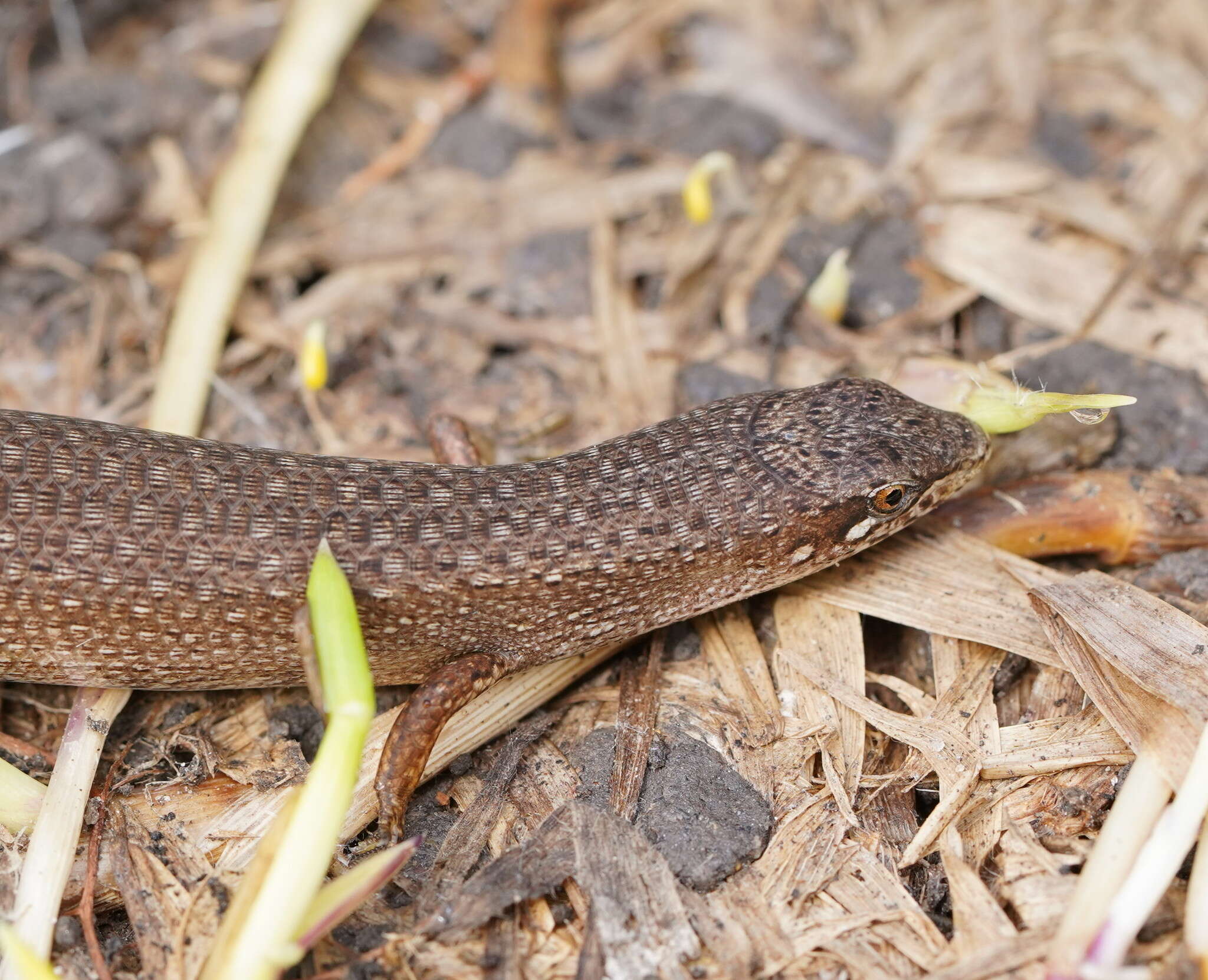 Image of Southern Weasel Skink