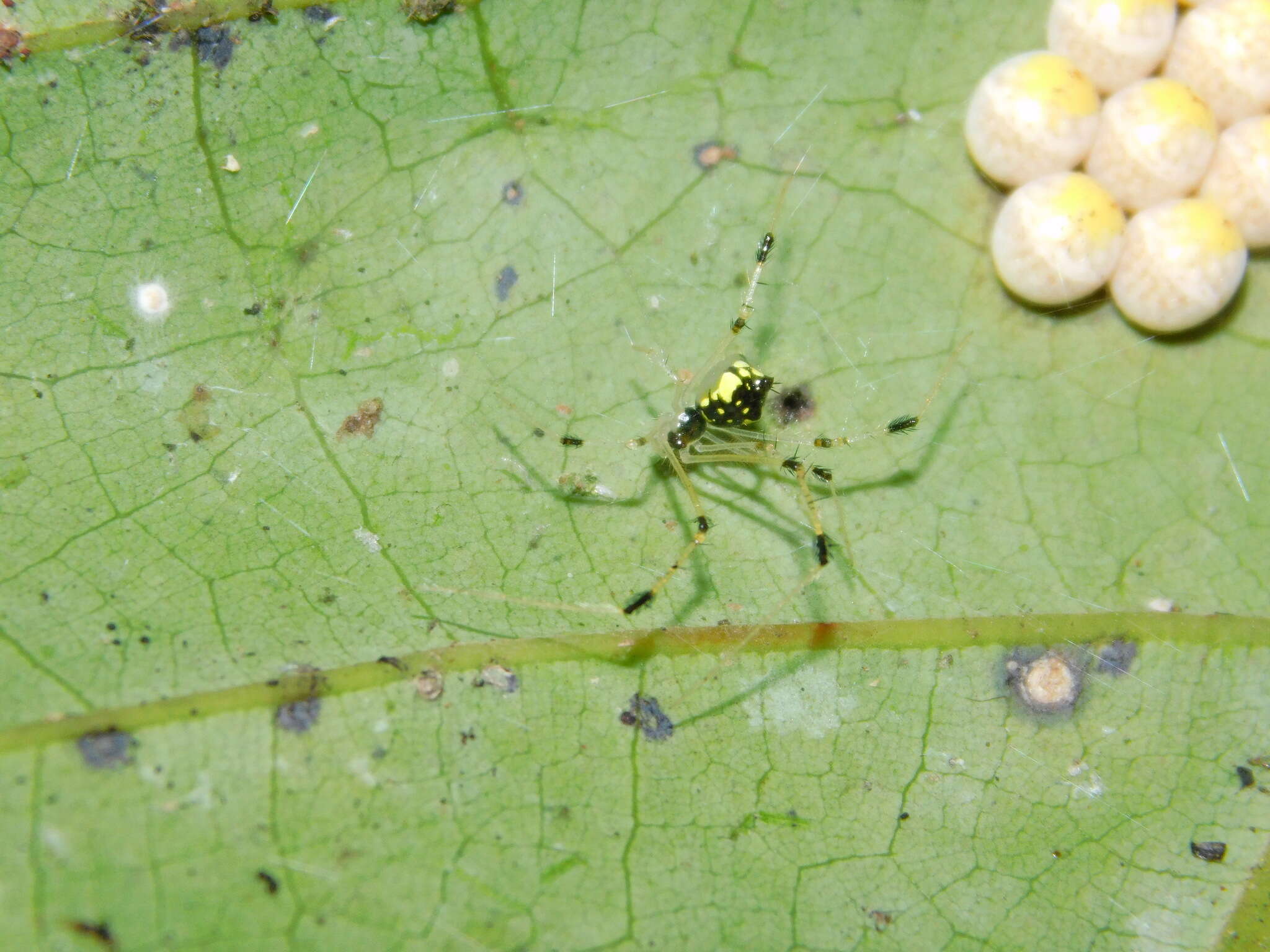 Image of Chrysso scintillans (Thorell 1895)