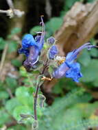 Salvia scutellarioides Kunth resmi