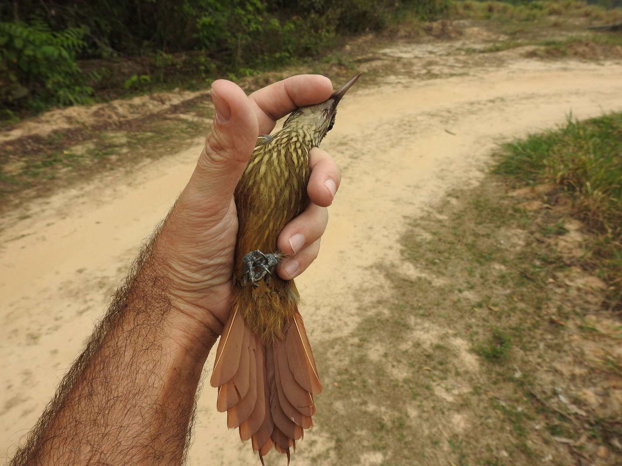 Image of Striped Woodcreeper