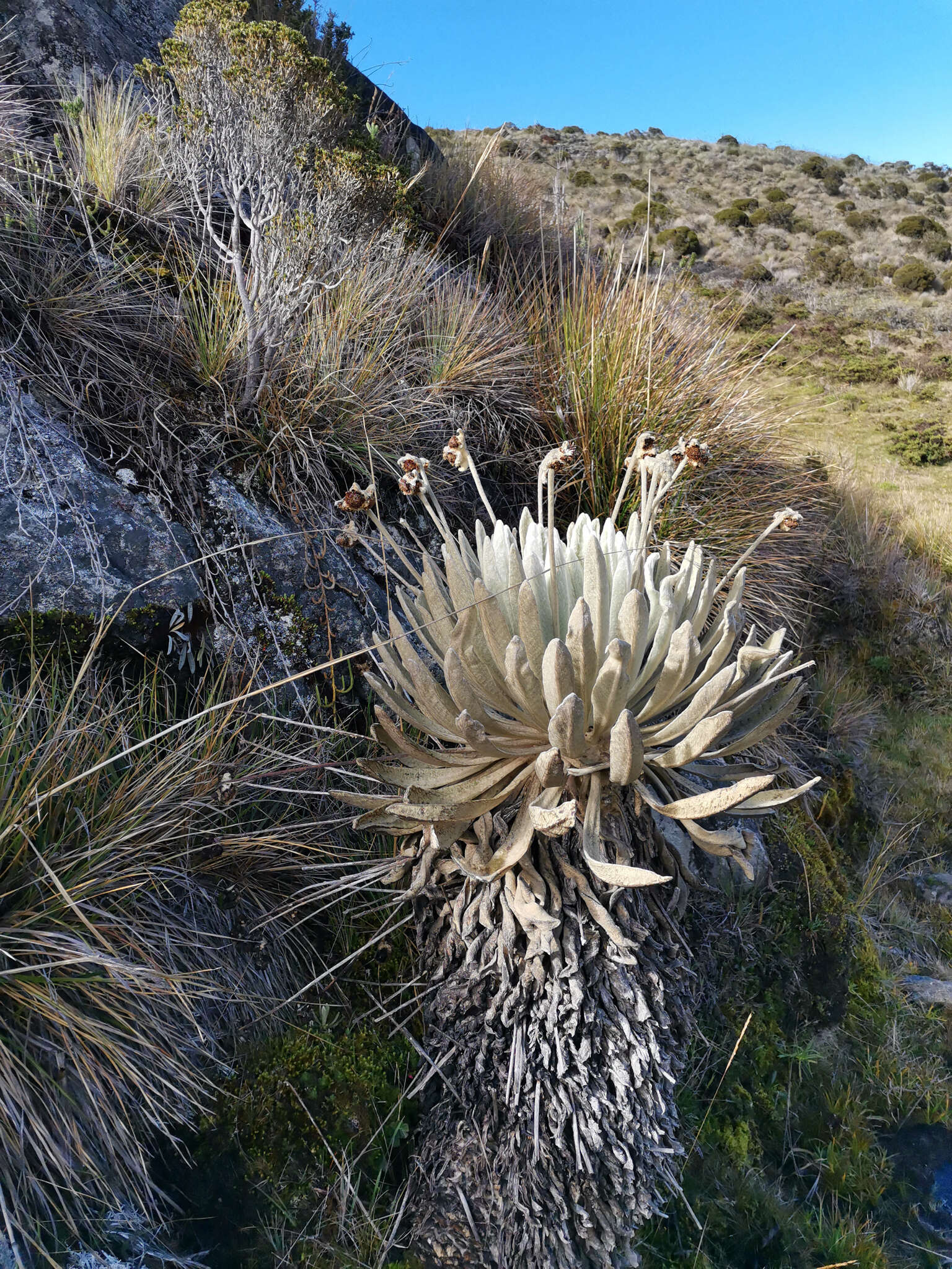 Image of Espeletia conglomerata A. C. Smith