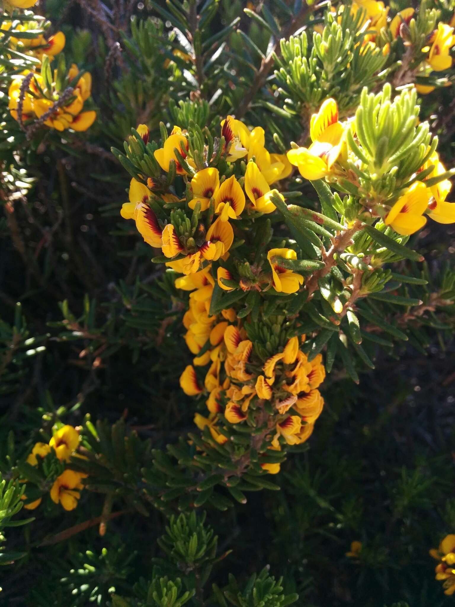 Image of Aotus ericoides (Vent.) G. Don