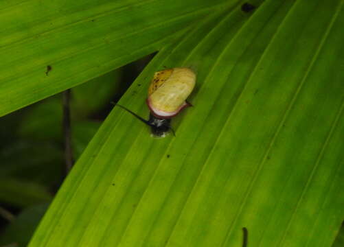 Sivun Helicina rhodostoma kuva