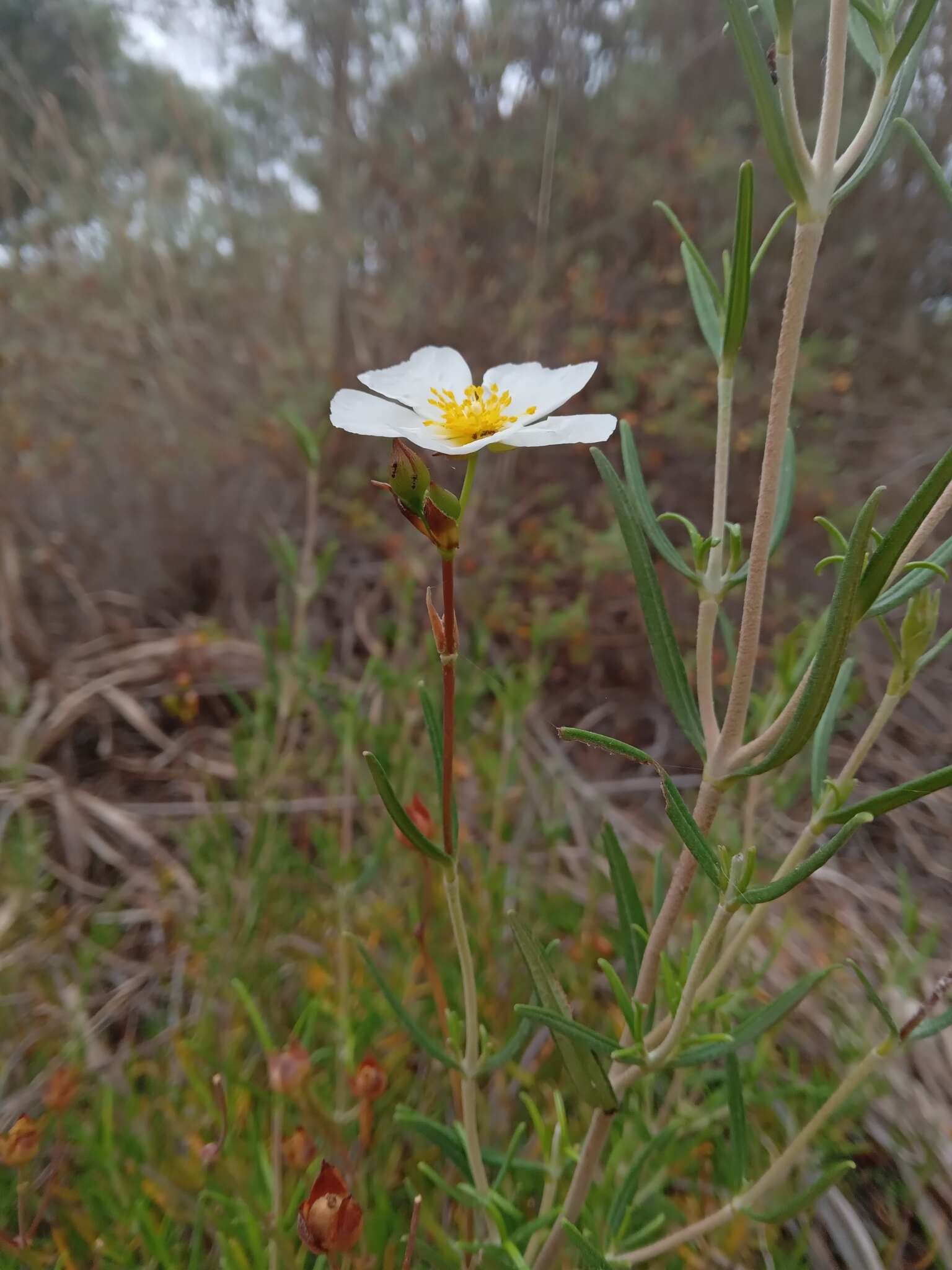 Image of Cistus libanotis L.