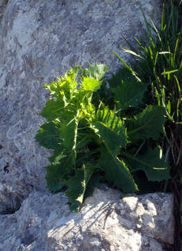 Image of Lactuca longidentata Moris ex DC.