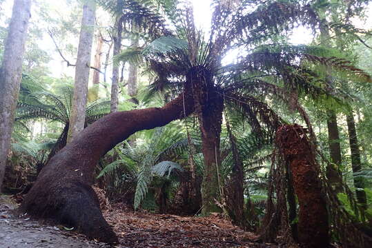 Image of Australian Tree Fern