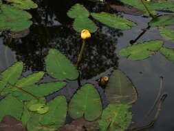 Image de Nuphar advena subsp. ulvacea (G. S. Mill. & Standl.) D. J. Padgett