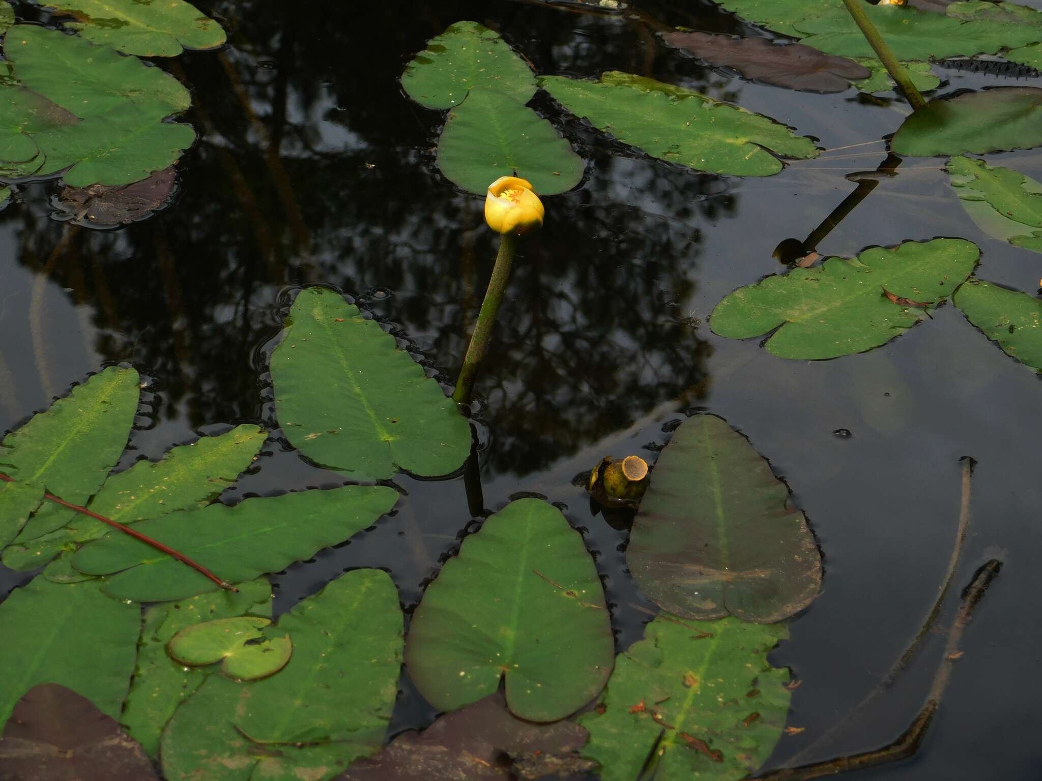 Image de Nuphar advena subsp. ulvacea (G. S. Mill. & Standl.) D. J. Padgett