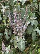 Image of <i>Coleus argentatus</i>