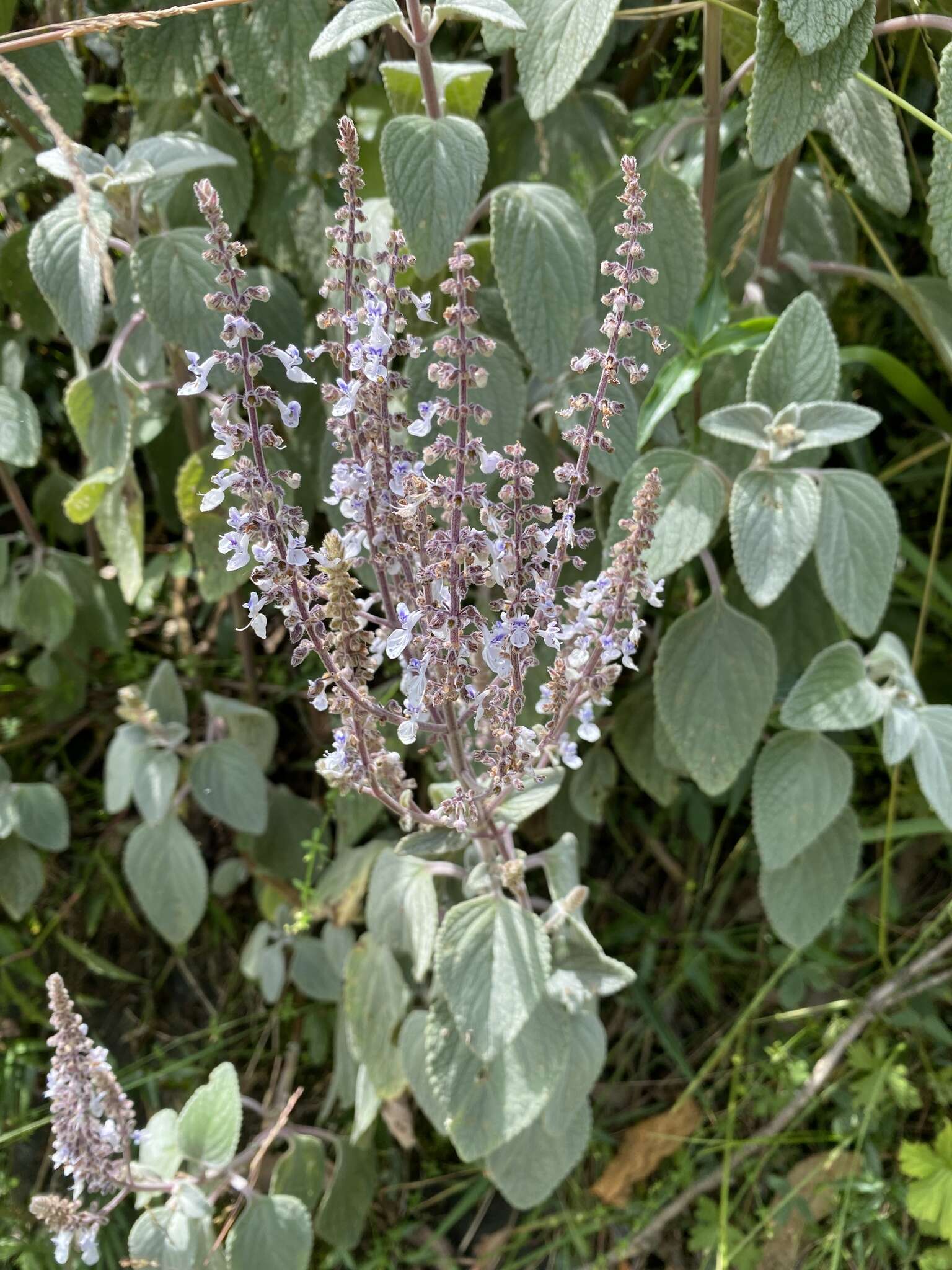 Image of <i>Coleus argentatus</i>