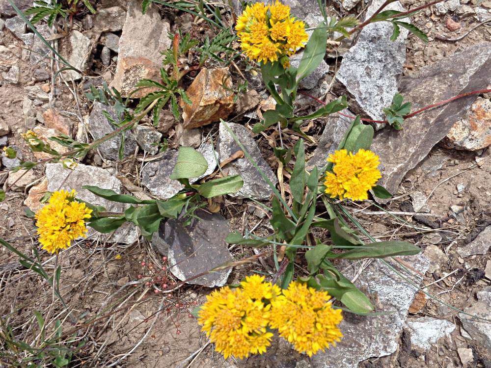 Image of Parry's goldenrod