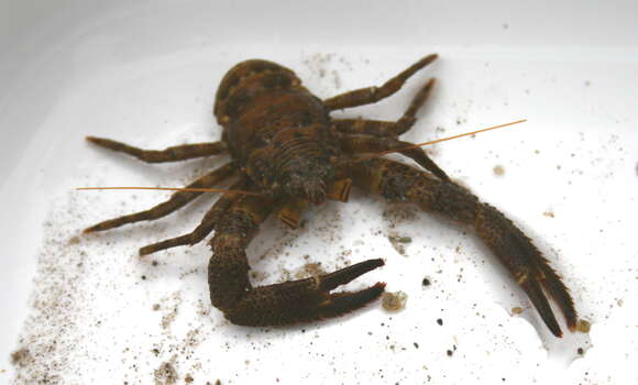 Image of Leach's squat lobster